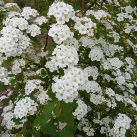 Kerti gyöngyvessző – Spiraea × vanhouttei
