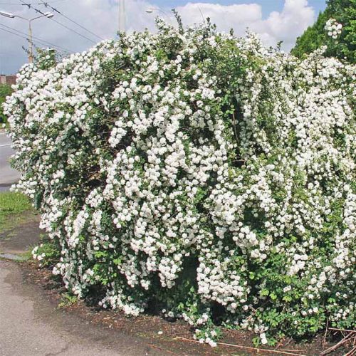 Kerti gyöngyvessző – Spiraea × vanhouttei