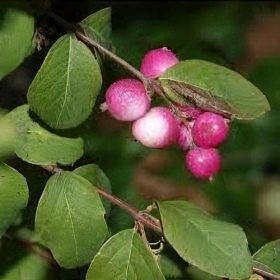   Hóbogyó 'Hancock fajta - Symphoricarpos chenaultii 'Hancock'