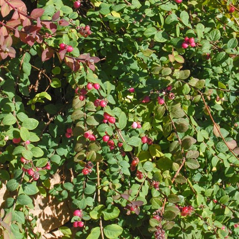 Hóbogyó 'Hancock fajta - Symphoricarpos chenaultii 'Hancock'
