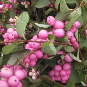  Kerti hóbogyó 'Magic Berry' fajta - Symphoricarpos x doorenbosii 'Magic Berry'
