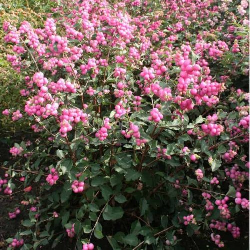 Kerti hóbogyó 'Magic Berry' fajta - Symphoricarpos x doorenbosii 'Magic Berry'
