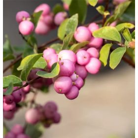   Hóbogyó 'Mother of Pearl' fajta - Symphoricarpos x doorenbosii 'Mother of Pearl'