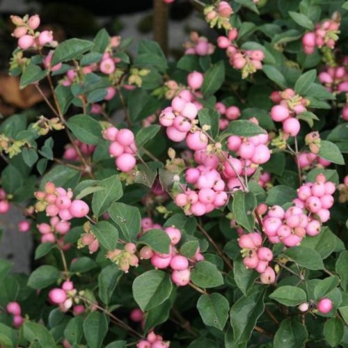 Hóbogyó 'Mother of Pearl' fajta - Symphoricarpos x doorenbosii 'Mother of Pearl'