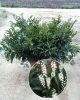 Babérmeggy ’Klári’ fajta - Prunus laurocerasus ’Klári’