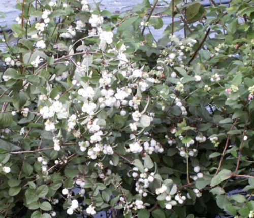 Fehér hóbogyó 'White Hedge' fajta - Symphoricarpos x doorenbosii 'White Hedge'