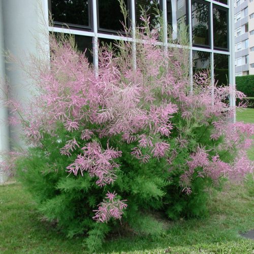 Szürke tamariska - Tamarix ramosissima