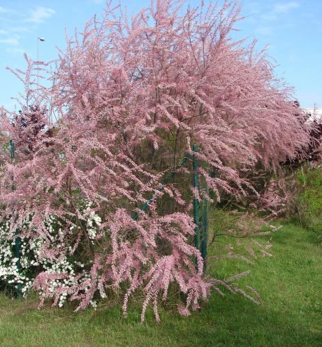 Tamariska - Tamarix tetrandra