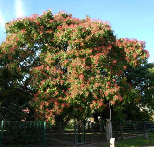 Koreai mézesfa - Tetradium daniellii hupehensis