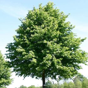 Kislevelű hárs- Tilia cordata