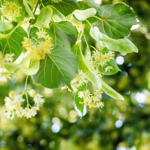 Kislevelű hárs- Tilia cordata