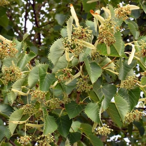  Szálkáslevelű hárs- Tilia henryana