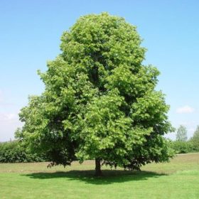 Nagylevelű hárs - Tilia platyphyllos