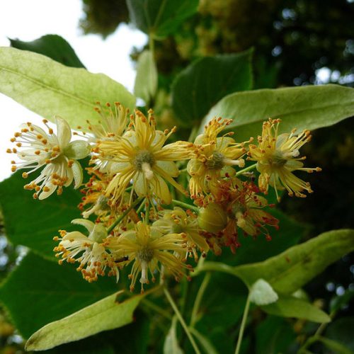 Nagylevelű hárs - Tilia platyphyllos