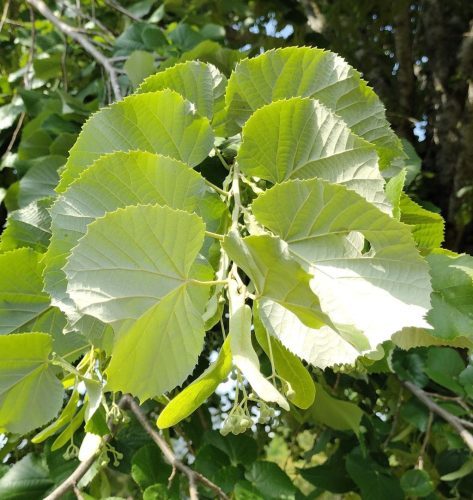 Ezüst hárs - Tilia tomentosa