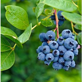   Magasbokrú kék áfonya - Vaccinium corymbosum 'Bluecrop'