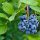 Magasbokrú kék áfonya - Vaccinium corymbosum 'Bluecrop'