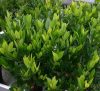 Babérmeggy ’Manó’ fajta - Prunus laurocerasus ’Manó’