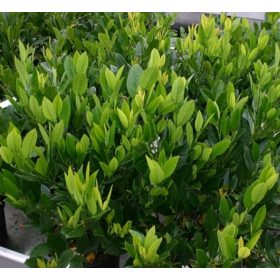   Babérmeggy ’Manó’ fajta - Prunus laurocerasus ’Manó’