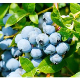   Magasbokrú kék áfonya - Vaccinium corymbosum 'Brigitta'