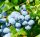Magasbokrú kék áfonya - Vaccinium corymbosum 'Brigitta Blue'