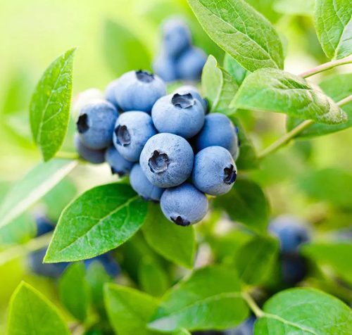 Magasbokrú kék áfonya - Vaccinium corymbosum 'Brigitta Blue'