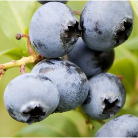   Magasbokrú kék áfonya - Vaccinium corymbosum 'Chandler'