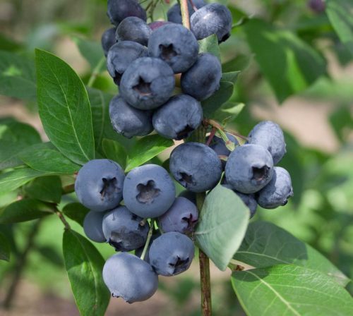 Nagytermésű kék áfonya - Vaccinium corymbosum 'Chanticleer'