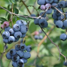   Magasbokrú kék áfonya - Vaccinium corymbosum 'Duke'