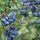 Magasbokrú kék áfonya - Vaccinium corymbosum 'Duke'