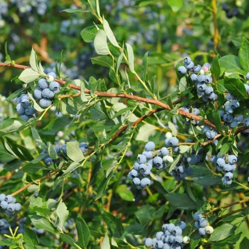 Magasbokrú kék áfonya - Vaccinium corymbosum 'Duke'