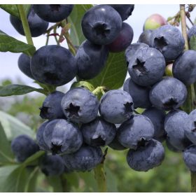   Magasbokrú kék áfonya - Vaccinium corymbosum 'Hanah's Choice'