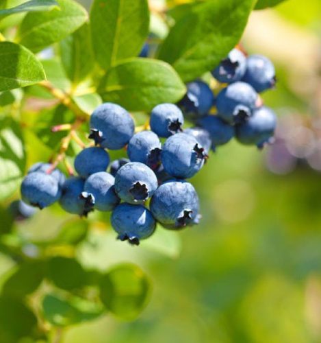 Magasbokrú kék áfonya - Vaccinium corymbosum 'Hanah's Choice'