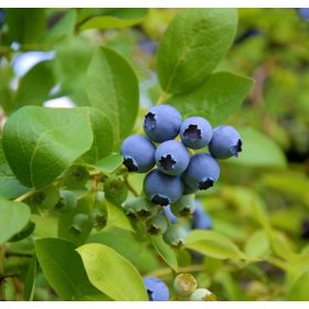   Magasbokrú kék áfonya - Vaccinium corymbosum 'Nelson'