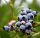 Magasbokrú kék áfonya - Vaccinium corymbosum  'Patriot'