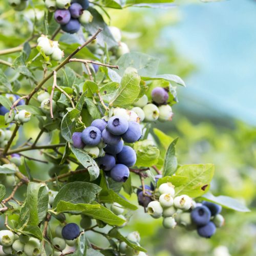 Magasbokrú kék áfonya - Vaccinium corymbosum  'Patriot'