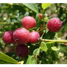 Rózsaszín áfonya - Vaccinium 'Pink Blueberry' 