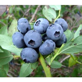   Magasbokrú kék áfonya - Vaccinium corymbosum 'Spartan' 