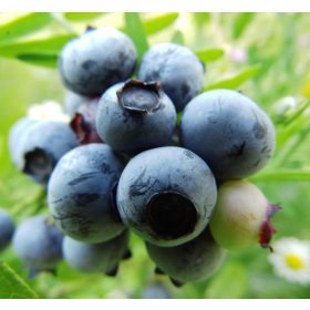 Magasbokrú kék áfonya -Vaccinium corymbosum 'Toro’