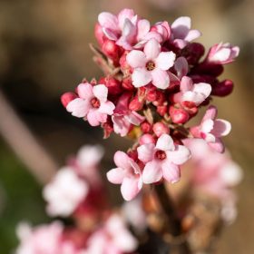   Kikeletei bangita - Viburnum bodnantense ‘Charles Lamont’
