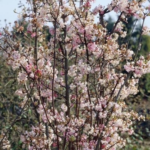 Kikeletei bangita - Viburnum bodnantense ‘Charles Lamont’