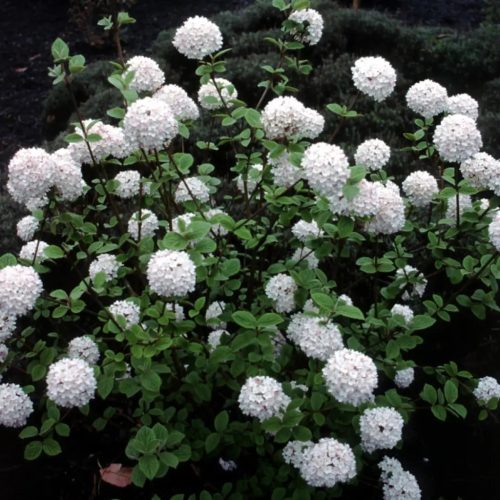 Illatos bangita - Viburnum x carlesii