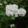 Illatos bangita - Viburnum carlcephalum