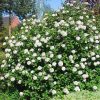 Illatos bangita - Viburnum carlcephalum