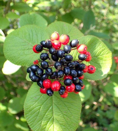 Ostorménfa - Viburnum lantana