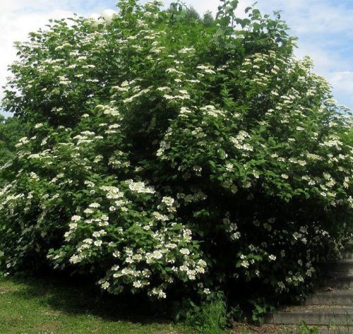 Ostorménfa - Viburnum lantana