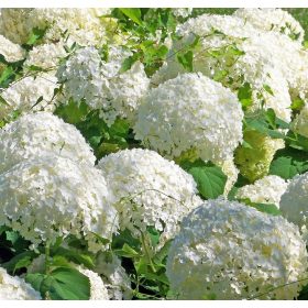   Hólabda Bangita – Viburnum macrocephalum 'Sterile'
