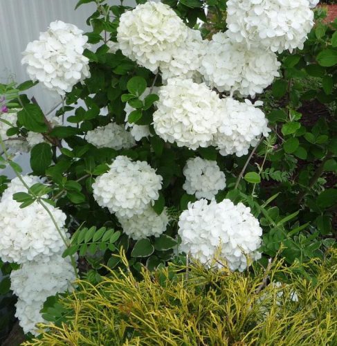 Hólabda Bangita – Viburnum macrocephalum 'Sterile'
