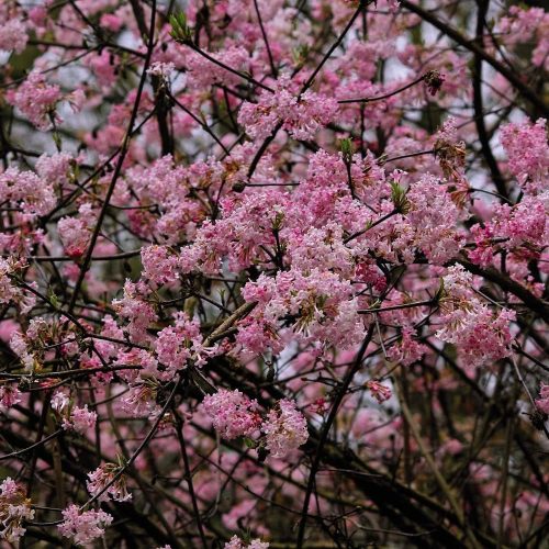 Kikeletei bangita - Viburnum x bodnantense 'Dawn'