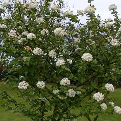 Tavaszi bangita - Viburnum x burkwoodii 